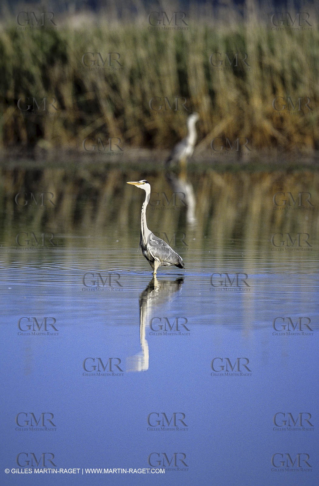 Camargue (FRA,13) - Birds in the Camargue - Heron