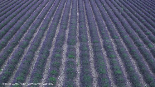 21 06 2018,Rustrel (FRA, 84), champs de lavande