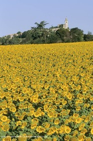 France, Provence, Champs de tournesols