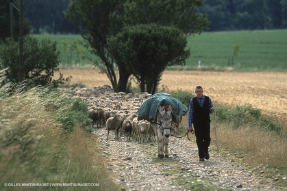 Saint Rémy de Provence (FRA,13) - Fête de la Transhumance