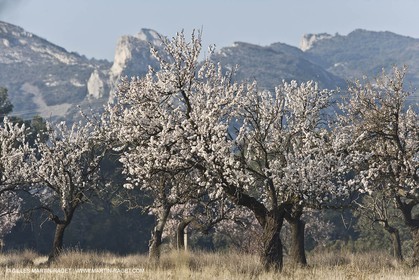 16 02 2008 - Saint Rémy de Provence (FRA, 13) - Alpilles hills landscapes