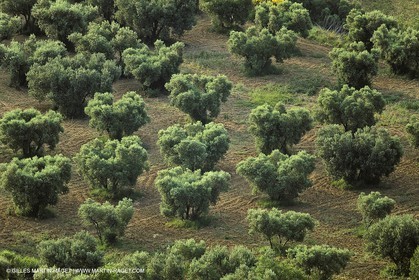 France, Provence, Oliviers, oliveraies, olive trees