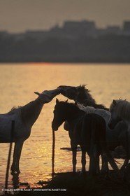 Camargue (FRA,13)
