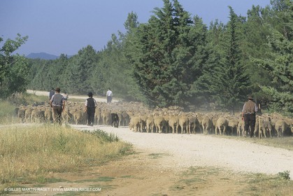 France, Provence, Moutons, bergers, élevage, transhumance