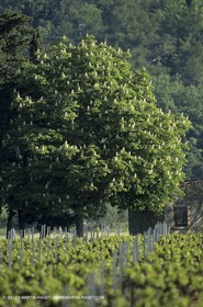 Luberon (Fra,84) - Vineyards cants