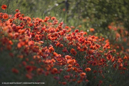 04 05 2008 - Saint Rémy de Provence (FRA, 13) - Paysages des Alpilles