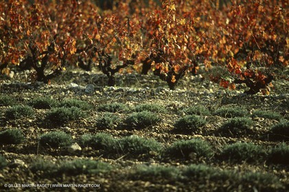 Luberon (FRA,84), Fall colors