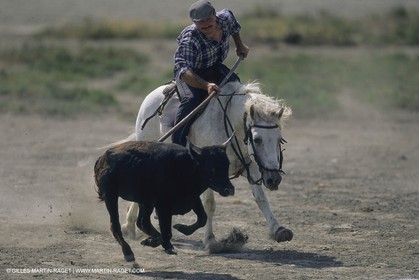 France, Provence, Camargue, Gardians de Camargue, métier, fêtes, élevage, tri