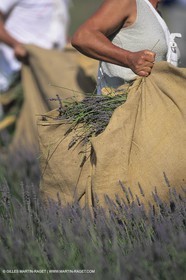 France, Provence, Lavender fields
