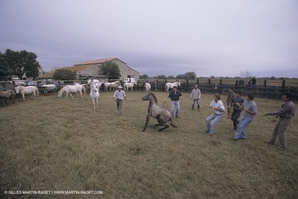 France, Provence, Camargue, Gardians de Camargue, métier, fêtes, élevage, tri