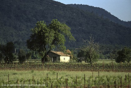Luberon (Fra,84) - Vineyards cants