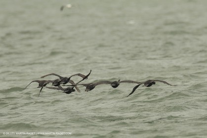 03 08 2013 - San Francisco (USA,CA) - 34th America's Cup - Louis Vuitton Cup - Training Day