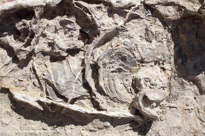 27 03 2009 - Marseille (FRA, 13) - Les Calanques - Morgiou