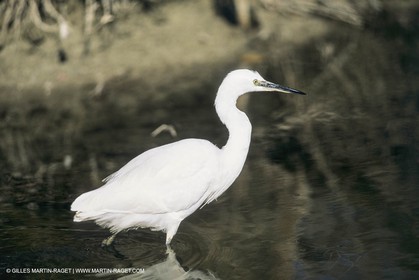 France, Provence, Camargue, Birds