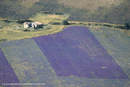 France, Provence, Lavender fields