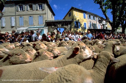 Sheeps - shepherds