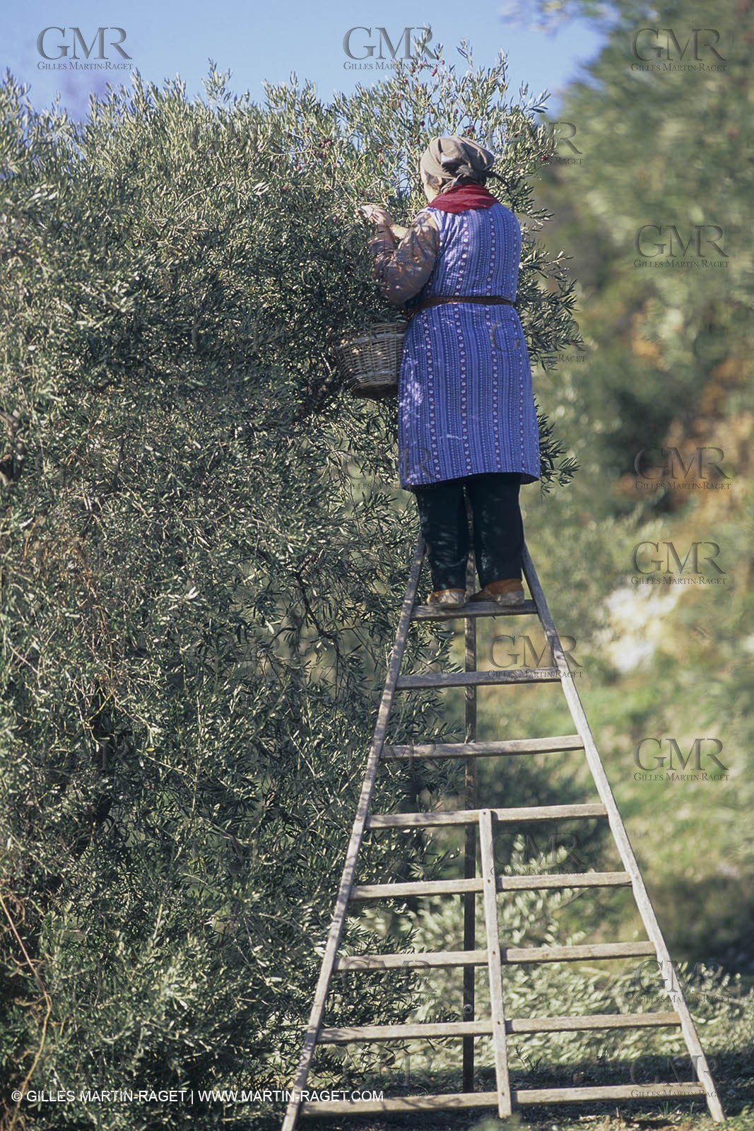 France, Provence, Alpilles, AOC Vallée des Baux, olive trees fields, olive oil production