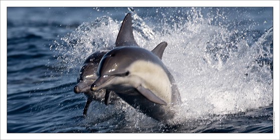 Marine animals