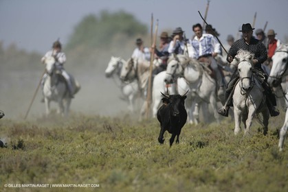 Arles 2006, Camargue horses races