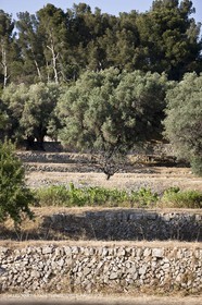 26 06 09 - Sanary sur mer (FRA,83)