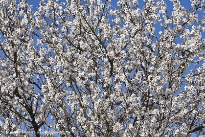 05 02 2008 - Arles (FRA, 13) - Paysages du Pays d'Arles