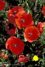Poppies - Poppies field