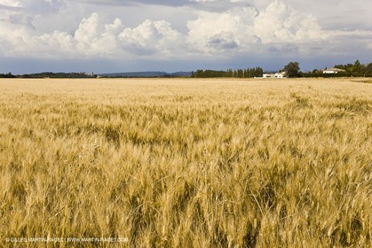 10 06 2008 - Arles and surroundings (FRA, 13) - Vincent Van Gogh south
