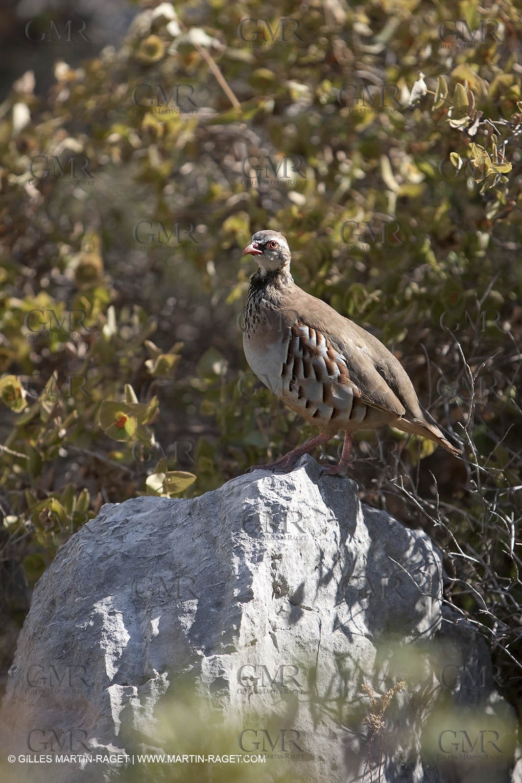 07 09 2009 - Marseille (FRA, 13) - Les Calanques - Massif de Marseilleveyre - Grand Malvallon