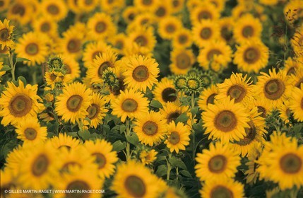 Alpilles (FRA,13) - Sunflower fields