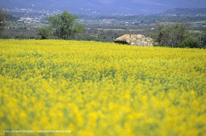 Alpilles (FRA,13), Champs de colza