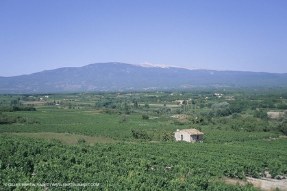 France, Provence, Vignobles des vins de Provence