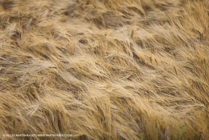 June 24th 2008 - Saint Rémy de Provence (FRA,13) - Alpilles hills landscapes