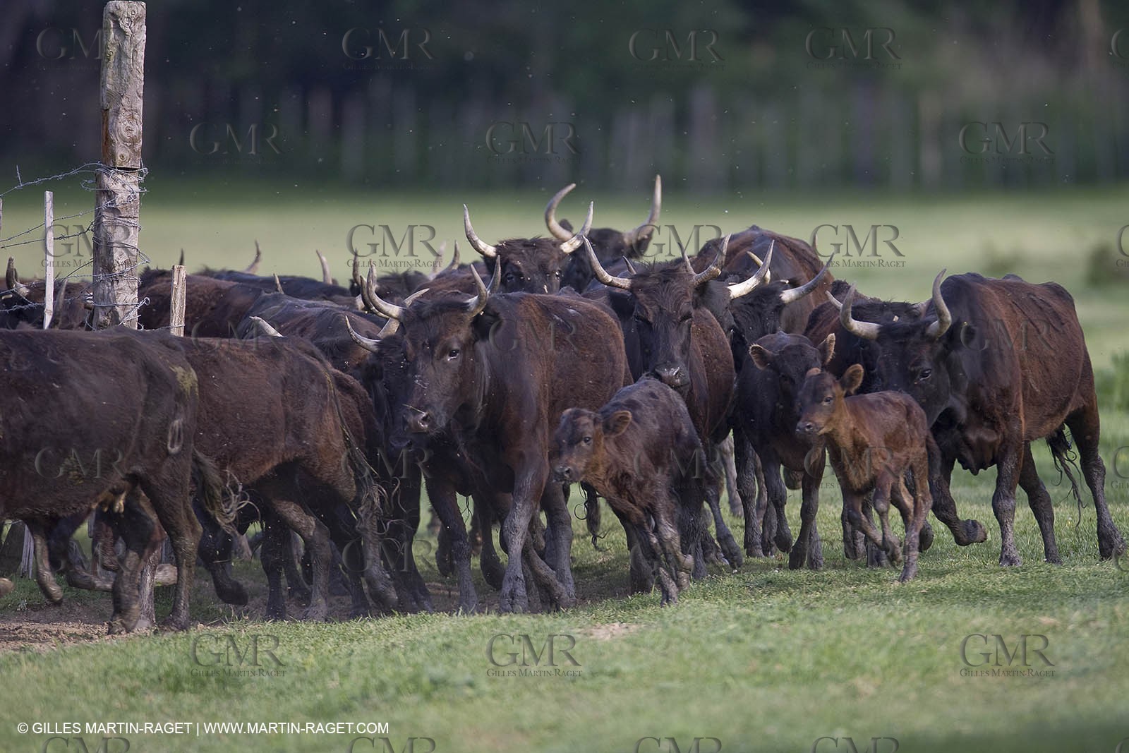 07 05 2008 - Le Cailar (FRA,30) - Stock work at Mas du Pont de Laute domain