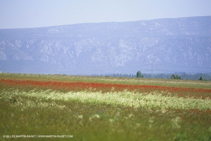 France, Provence, Champs de Coquelicots   Poppies fields