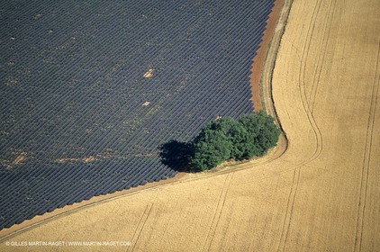 Lavander fields