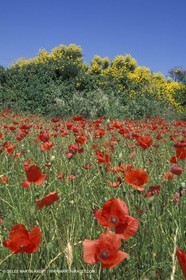 Poppies - Poppies field