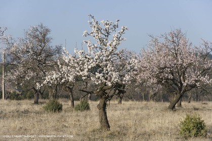 16 02 2008 - Saint Rémy de Provence (FRA, 13) - Alpilles hills landscapes