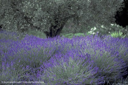 Lavenders