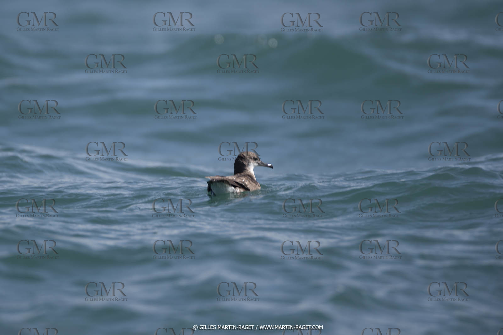 YACHTING - NZL - AMCUP