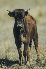France, Provence, Camargue, Taureaux, Bulls