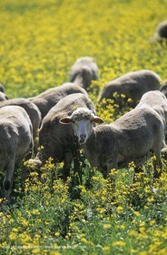 Alpilles (FRA,13), Champs de colza