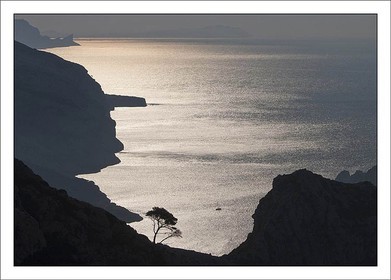 Isolated Pine