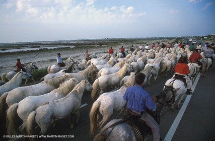Arles - Travail des gardians de Camargue