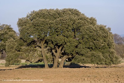 16 02 2008 - Les Baux de Provence (FRA, 13) - Alpilles hills landscapes