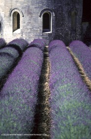 Hgher Provence - Lavender fields