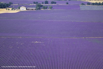 France, Provence, Lavender fields