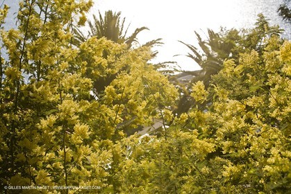 06 02 2008 - Théoule sur mer (FRA, 06) - Mimosas en fleur