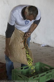 14 11 2015, Saint-Etienne du Grès (FRA,13), traditional making of olive oil at La Croix mill