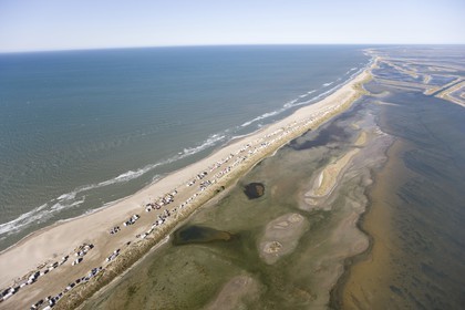 114 04 2008 - Littoral aux environs du golfe de Fos et de l'embouchure du Rhône (FRA,13)
