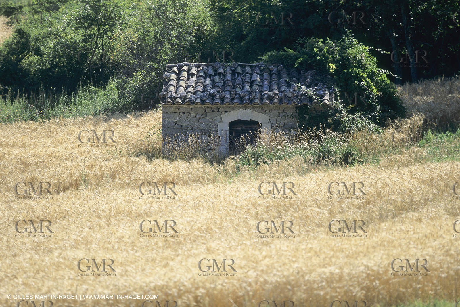 Corn and Wheat fields on Valensole Plateau in higher Provence (France)